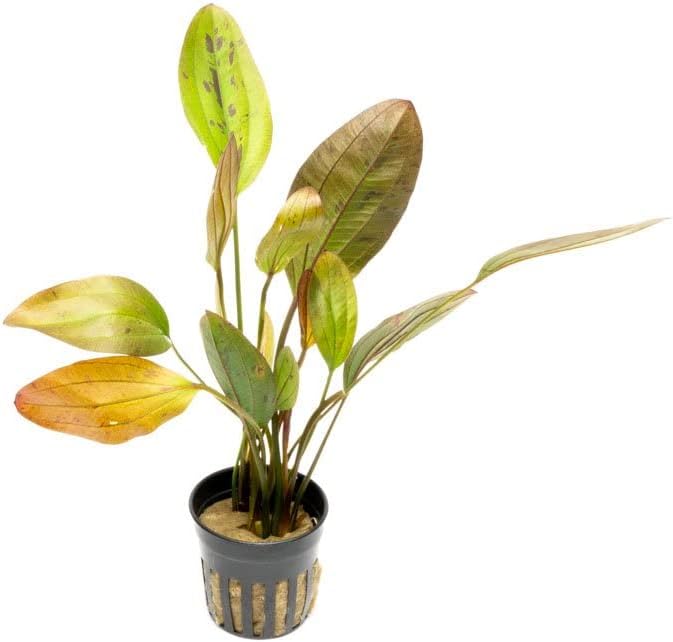 SubstrateSource Echinodorus Ozelot Sword Live Plant for Freshwater Aquariums, Natural Fish Tank Decorations, and Aquatic Decor (1 Pot (2-3 Plants))