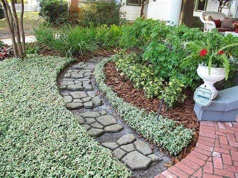 Variegated Asiatic Jasmine | 3 Live 4 Inch Plants | Trachelospermum Asiaticum | Fast Growing Ground Cover, Evergreen Foliage, Low Maintenance Vine, Landscaping Shrub, Drought Tolerant Plant