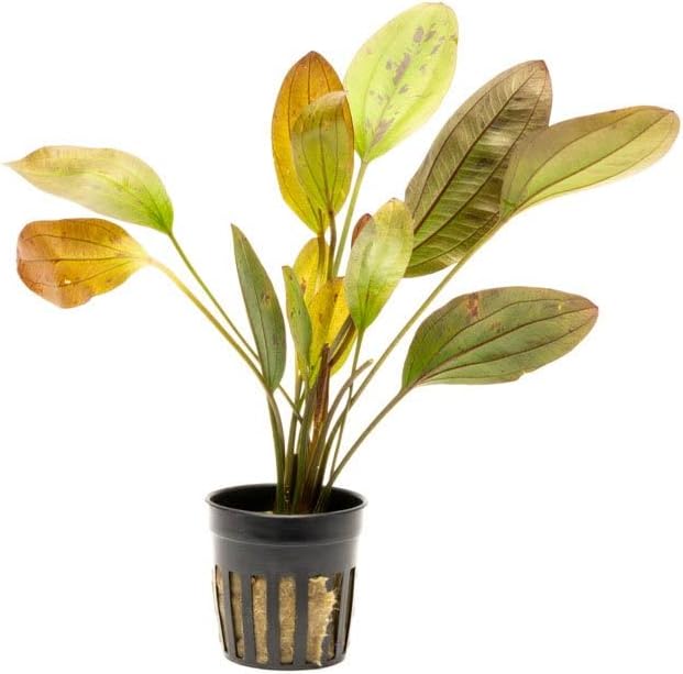 SubstrateSource Echinodorus Ozelot Sword Live Plant for Freshwater Aquariums, Natural Fish Tank Decorations, and Aquatic Decor (1 Pot (2-3 Plants))