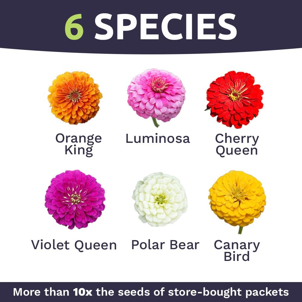 Zinnia Seeds - California Giants Mix - Large 1 Ounce Packet - 3,000 Flower Seeds - Mixed Colors and Large Blooms