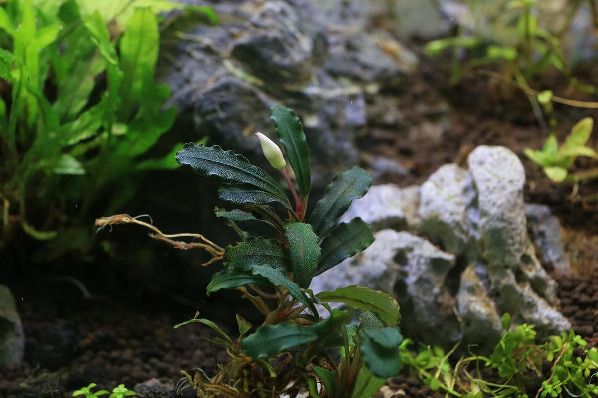 SubstrateSource Bucephalandra Red Cherry Live Aquarium Plant - Natural Freshwater Fish Tank Decorations, Aquatic Decor (Small Clump (3-5 Plants))