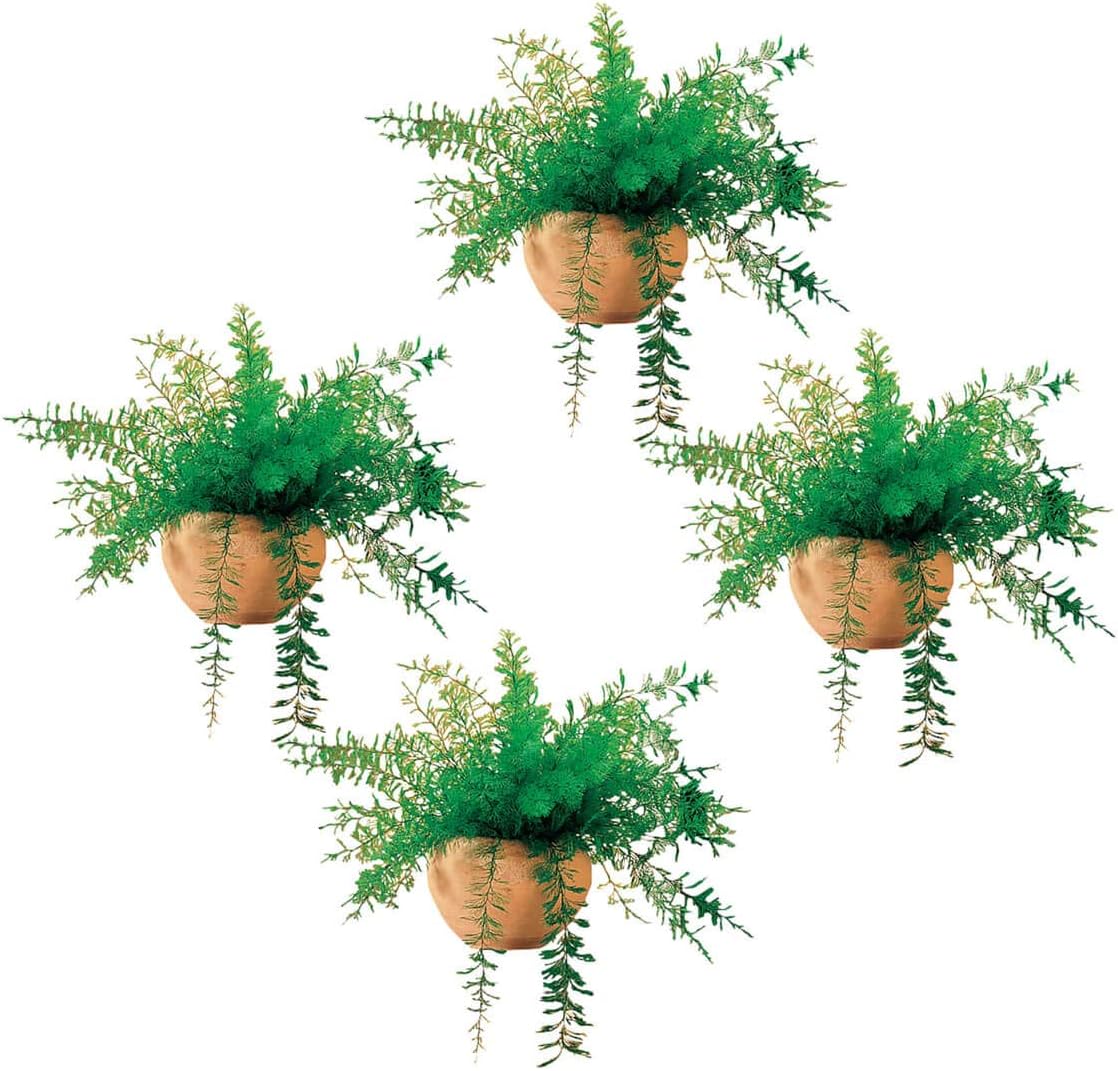 Miles Kimball Mysterious Air Fern, Set of 4 – Water & Soil Free House Plant