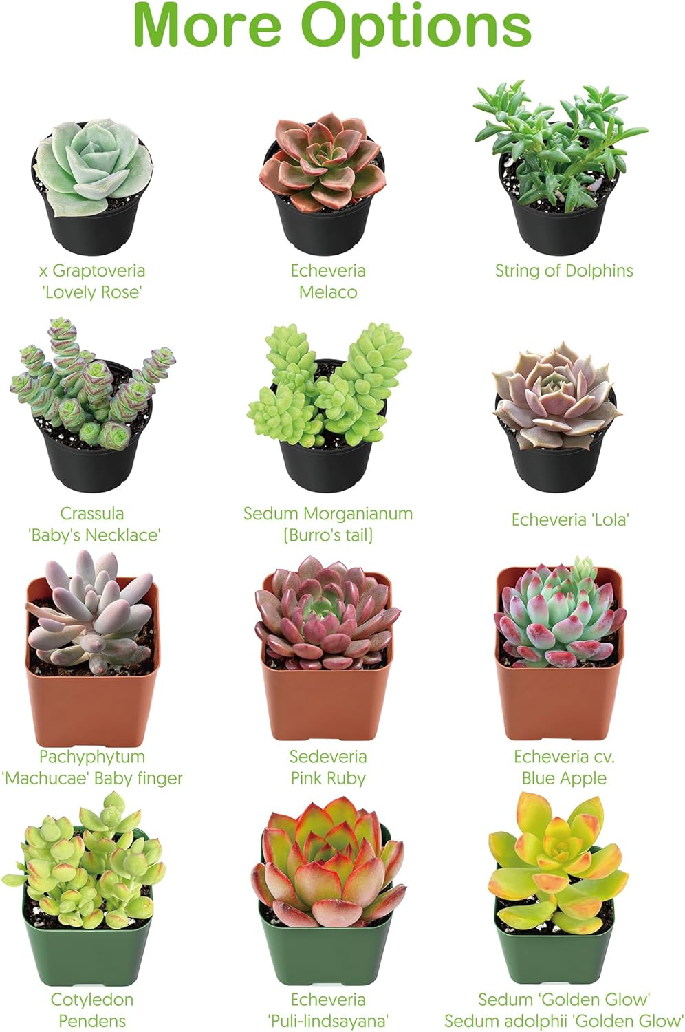 Live Succulent Plants Tradescantia Nanouk, Easy Care Potted Succulents, Approx 4" D x 4" H, Indoor Houseplant, Unique Gifts, Home Office Décor