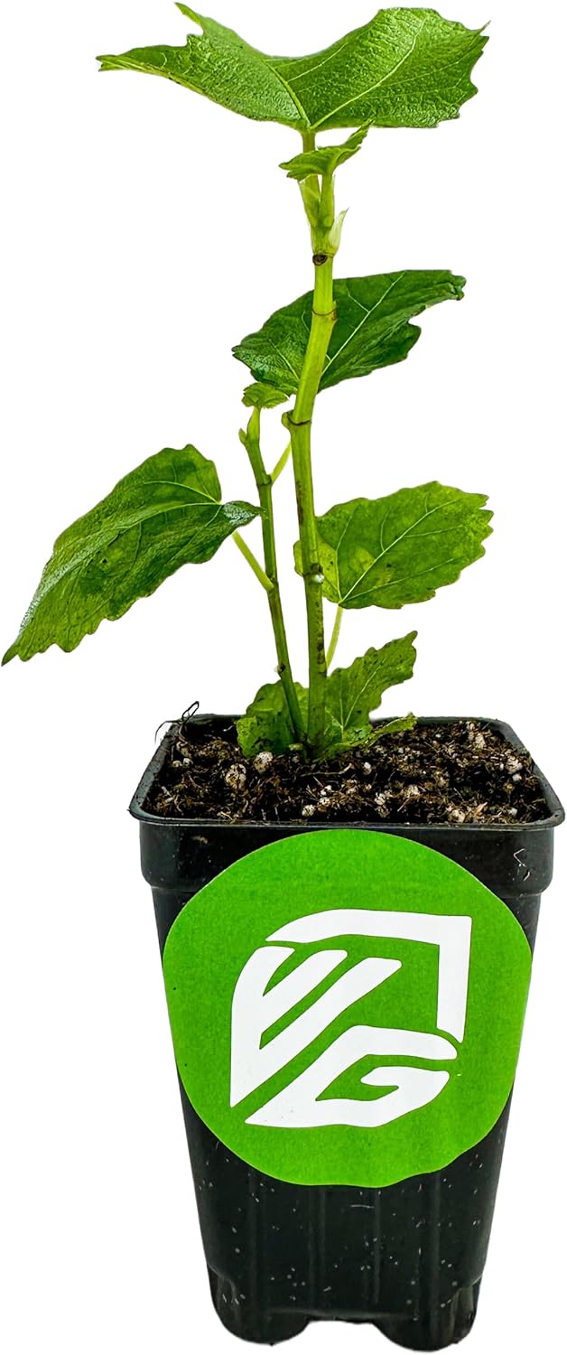 LSU Gold Fig Tree Starter Plant - Ficus carica by Wellspring Gardens - Fig Live Plants- Fig Tree - Fig Plant - Fig Trees Live Plants for Plants Enthusiast