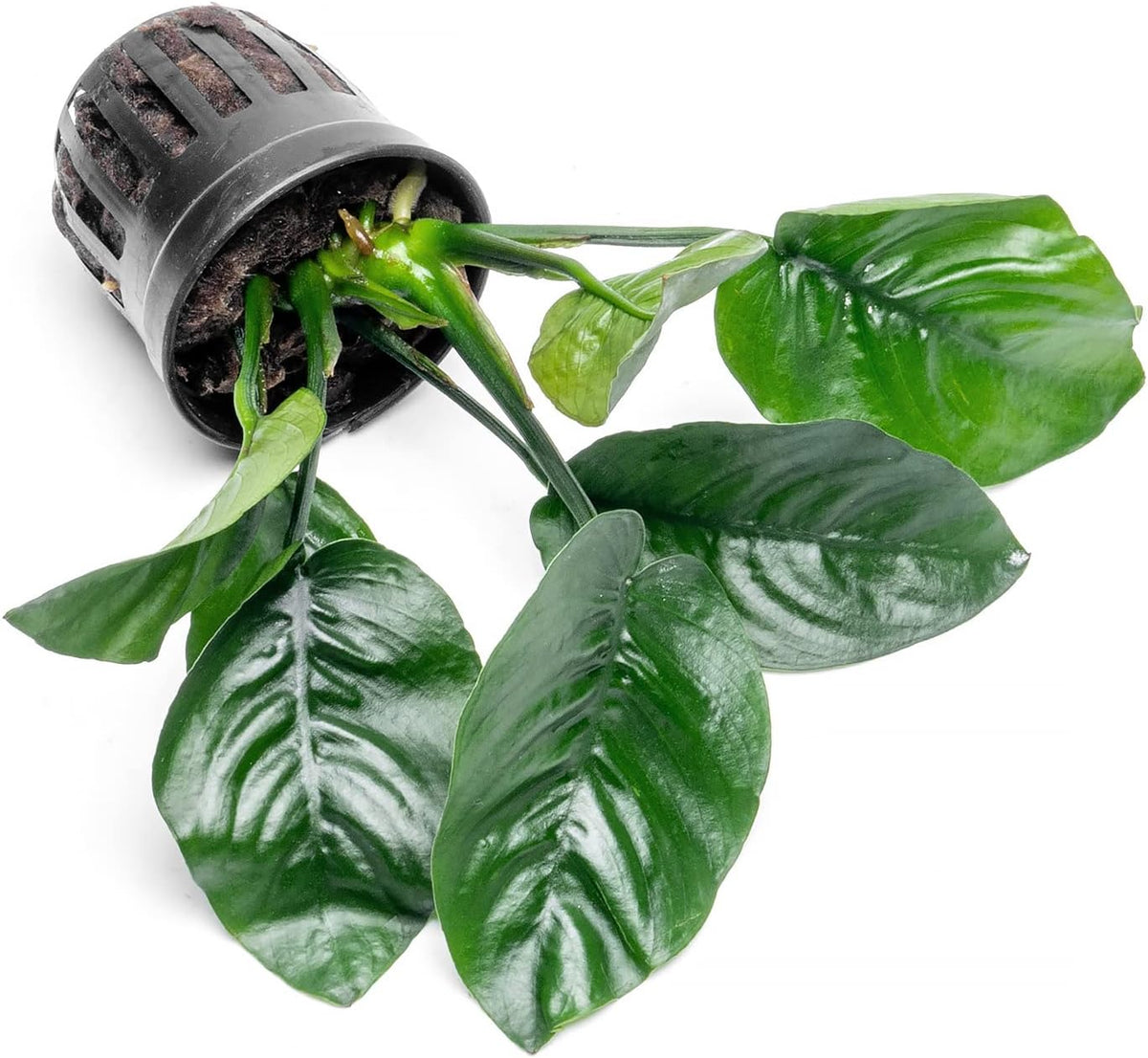 SubstrateSource Anubias Live Aquarium Plants - Potted Freshwater Plant for Fish Tanks, Terrariums - Beginner Friendly Low Light (Barteri Butterfly, 5 Pots)