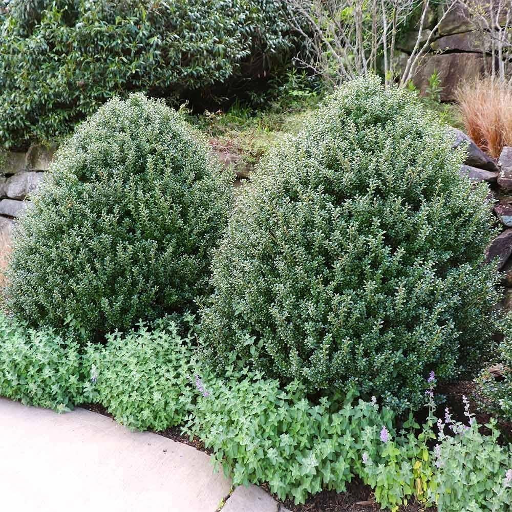 Steeds Holly I 3 Live Plants I Upright Ilex Crenata | Upright Evergreen Shrub for Privacy Screens, Hedges, and Ornamental Landscaping