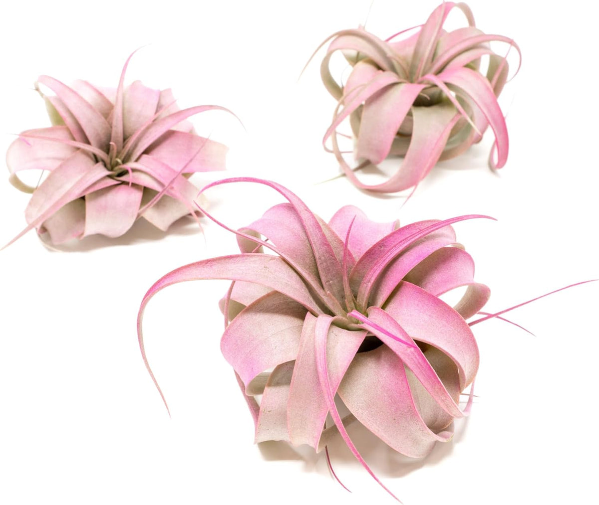 Fuchsia Colorful Tillandsia Air Plants - Long Lasting Color Enhanced Live Tillandsia Succulent House Plants - Home and Garden Decor - Easy Care Indoor/Outdoor Plants (Mini Xerographica, Single)