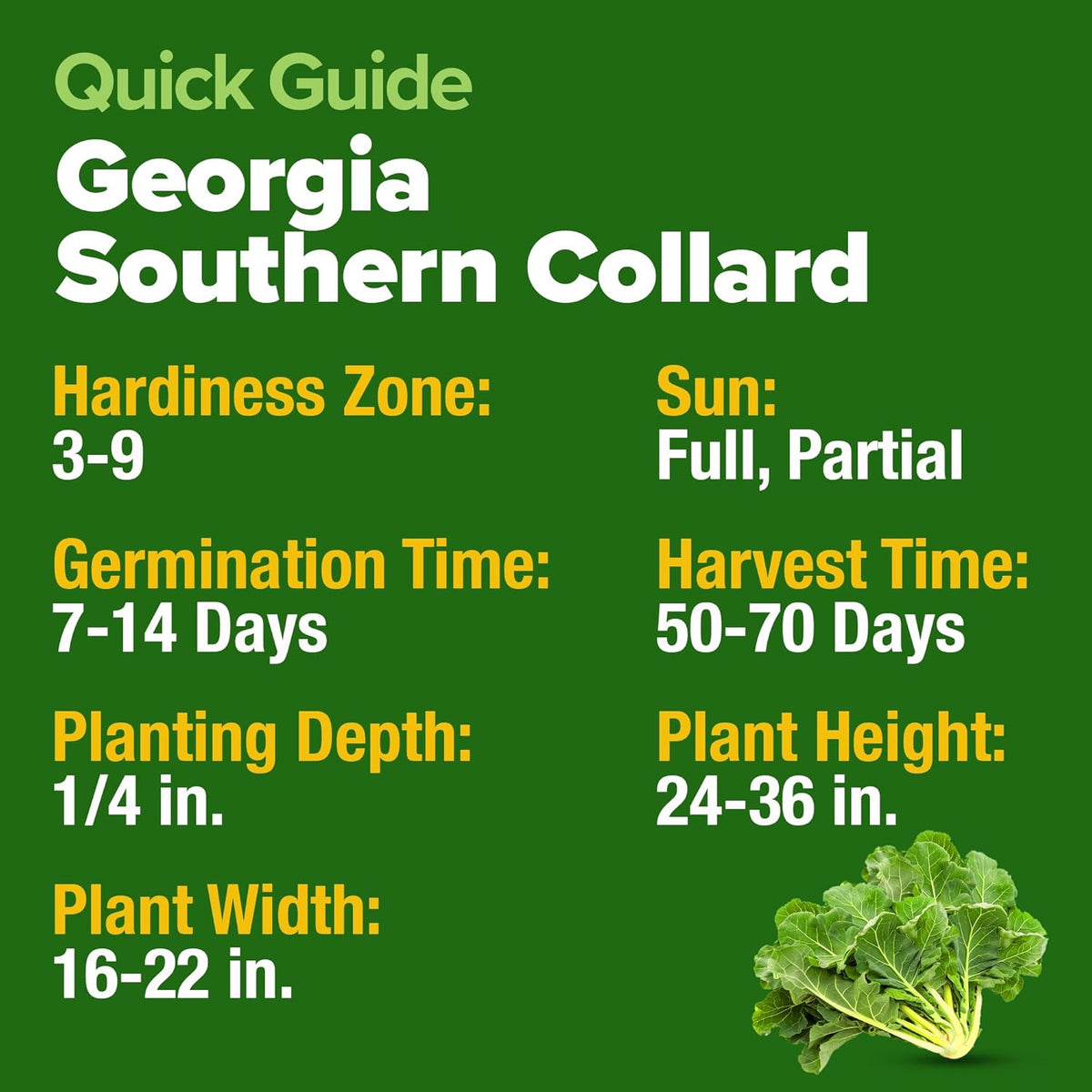 HOME GROWN ๐จ๐ฆ๐ ๐ฃ๐ฅ๐๐ ๐๐จ๐ Collard Greens Georgia Southern - 300 High Germination ๐ก๐ข๐ก-๐๐ ๐ข Heirloom Seeds for Planting in Your Vegetable Garden (Brassica oleracea)