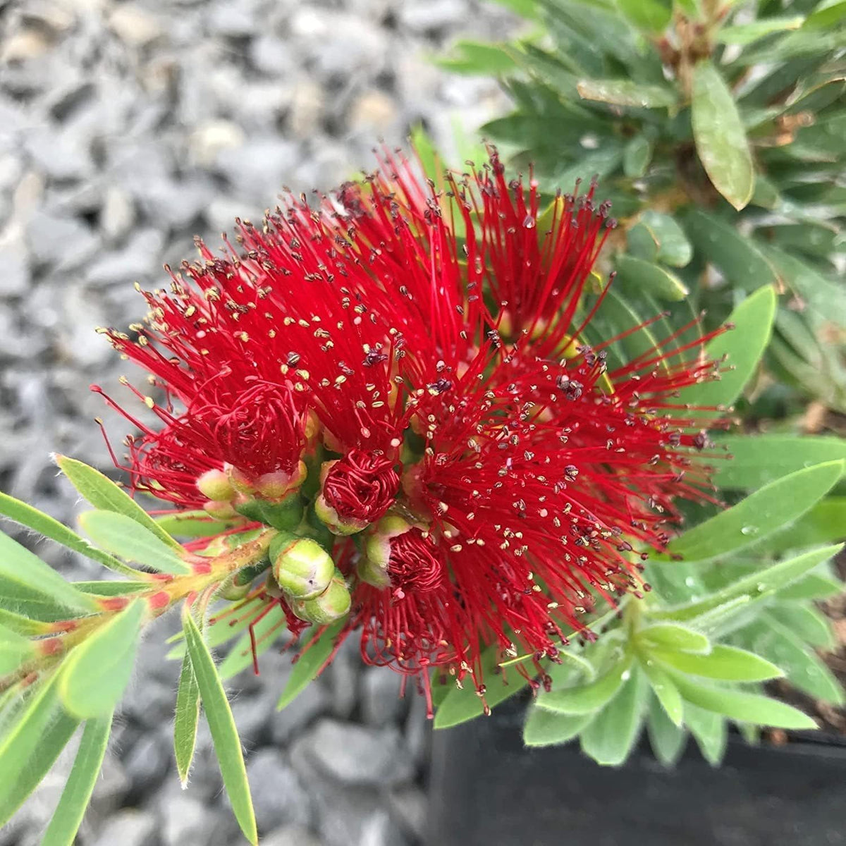 Little John Dwarf Bottlebrush | 3 Live Plants | Callistemon | Compact Blooming Shrub | Attracts Hummingbirds and Butterflies