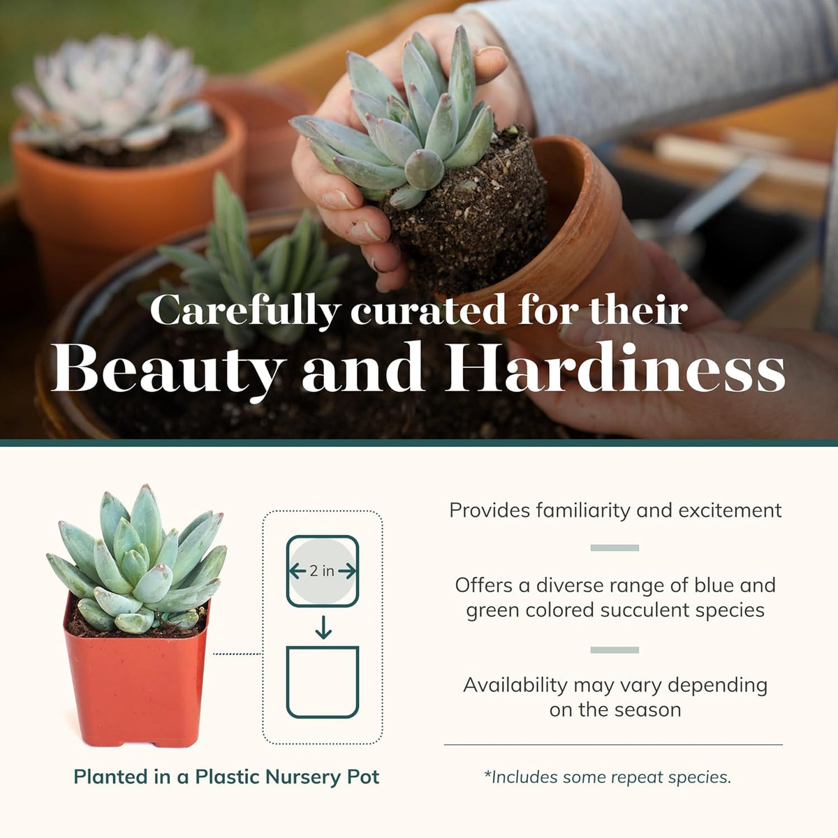 Shop Succulents Blue & Green Succulent Plant Pack Bulk Collection - Live Mini Succulent Plants, Low Maintenance, Mixture of Textures - Wedding and Party Favors, Gift & Garden, Pack of 128
