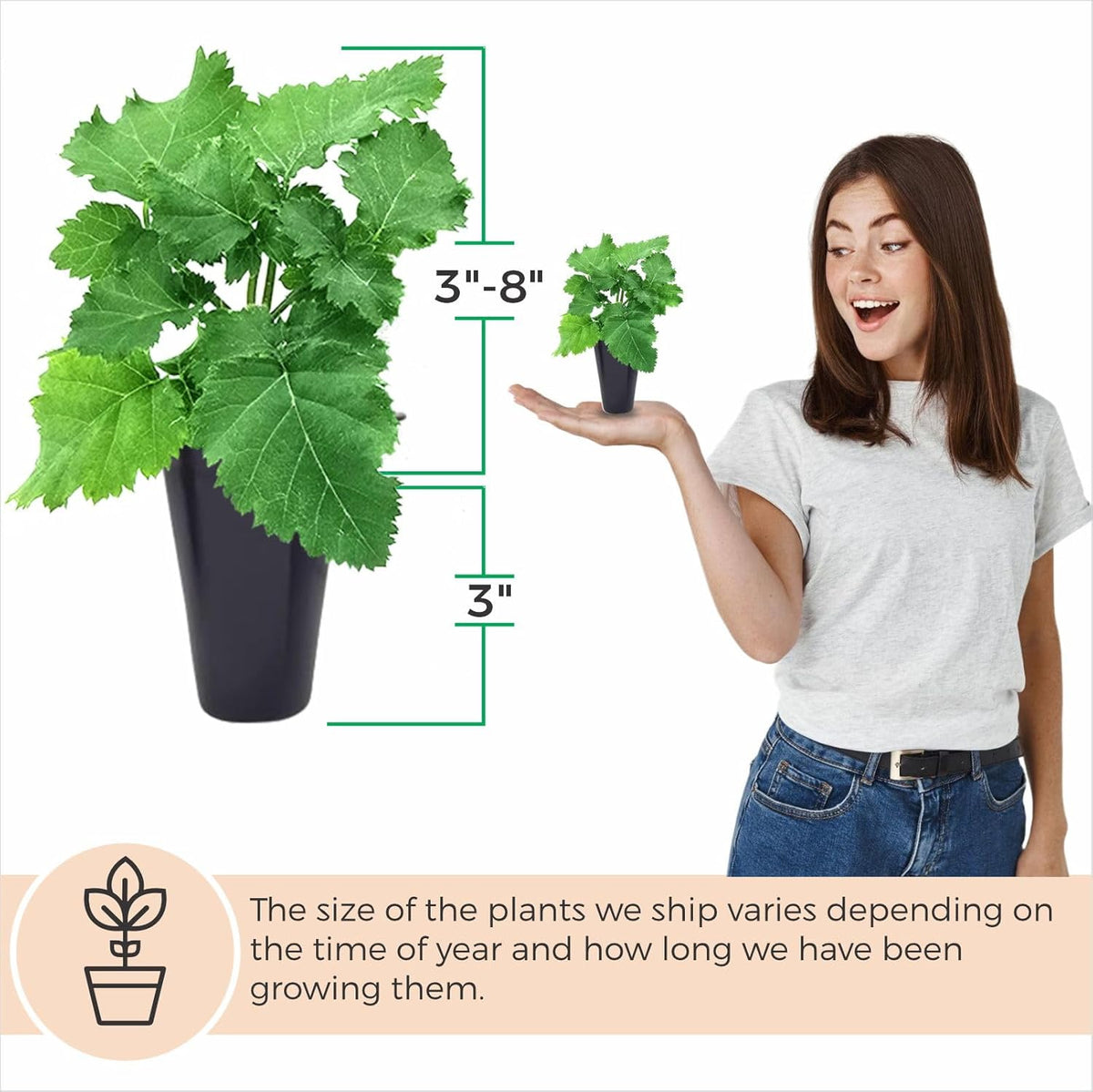 BlackBerry Plant Freedom-Ark (4 Pack) | Live Fruit Plant for Planting | Thornless & High-Yielding Variety | Large, Sweet & Juicy Berries | Perfect for Fresh Eating & Organic Gardens | Easy to Grow