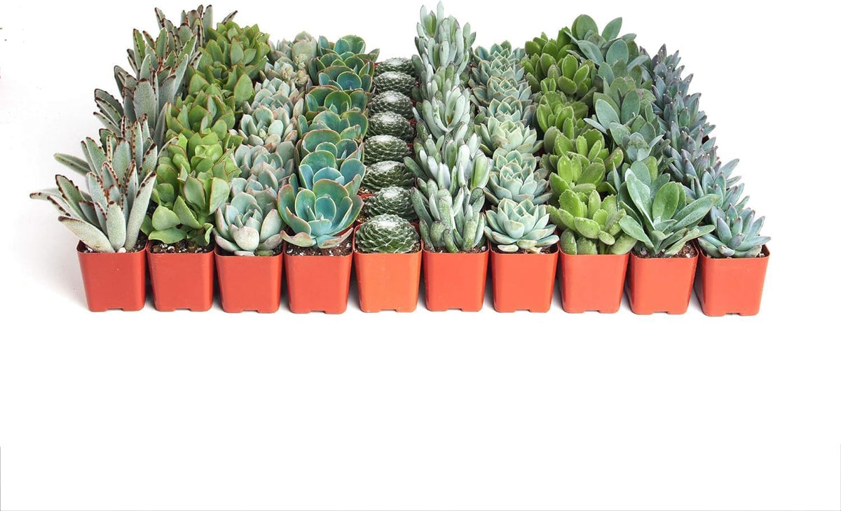 Shop Succulents Blue & Green Succulent Plant Pack Bulk Collection - Live Mini Succulent Plants, Low Maintenance, Mixture of Textures - Wedding and Party Favors, Gift & Garden, Pack of 128