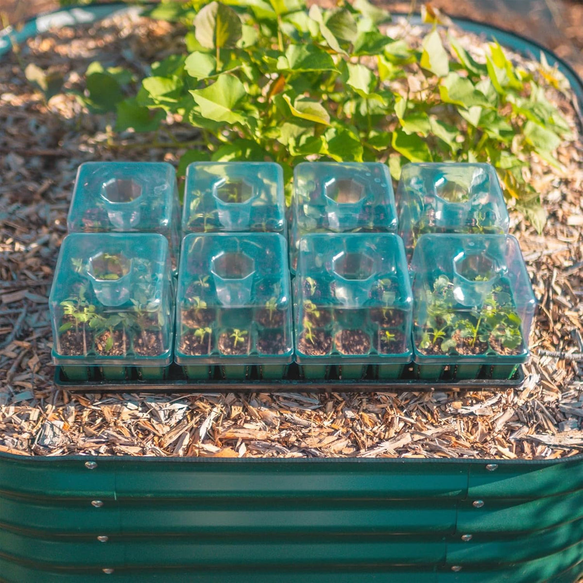 Vego garden Seedling Suite Products, 8 Pack Standard Seedling Trays with Seedling Tray Lids and 10" x 20" Bottom Watering Trays