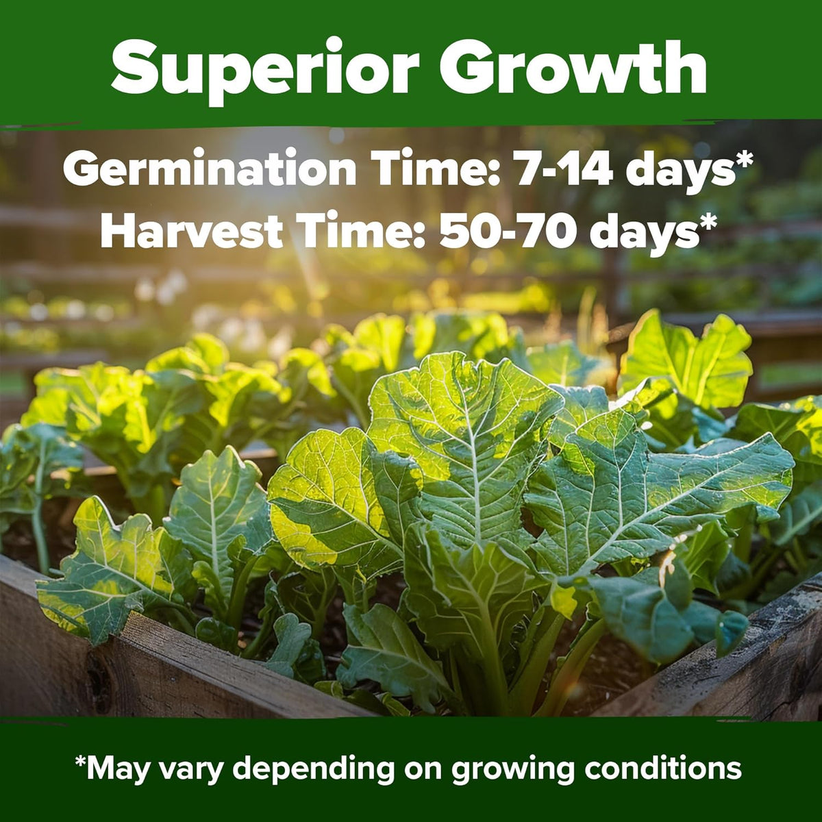 HOME GROWN ๐จ๐ฆ๐ ๐ฃ๐ฅ๐๐ ๐๐จ๐ Collard Greens Georgia Southern - 300 High Germination ๐ก๐ข๐ก-๐๐ ๐ข Heirloom Seeds for Planting in Your Vegetable Garden (Brassica oleracea)