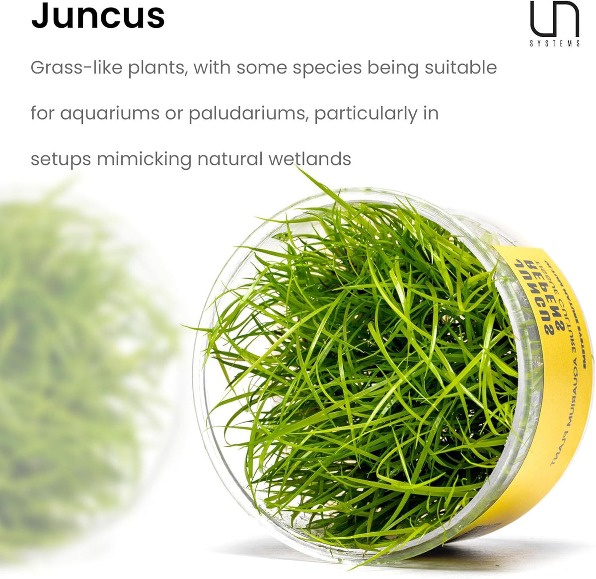 Ultum Nature Systems Juncus Repens Tissue Culture Live Plant for Aquarium, Aquascape, Freshwater Fish Tanks - 100% Snail Free in Vitro