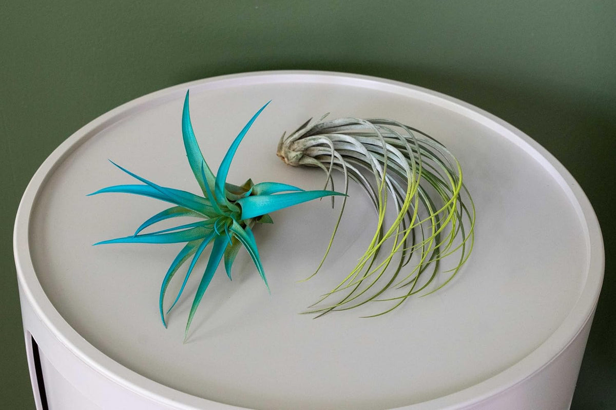 Fuchsia Colorful Tillandsia Air Plants - Long Lasting Color Enhanced Live Tillandsia Succulent House Plants - Home and Garden Decor - Easy Care Indoor/Outdoor Plants (Juncea, Single)