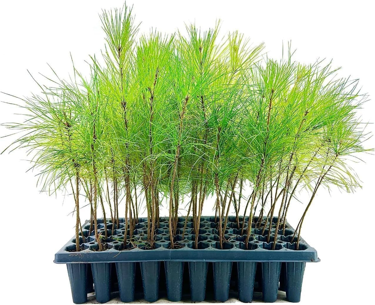 Slash Pine Tree | 3 Live Plants | Pinus Elliottii | Fast Growing Stately Shade Tree