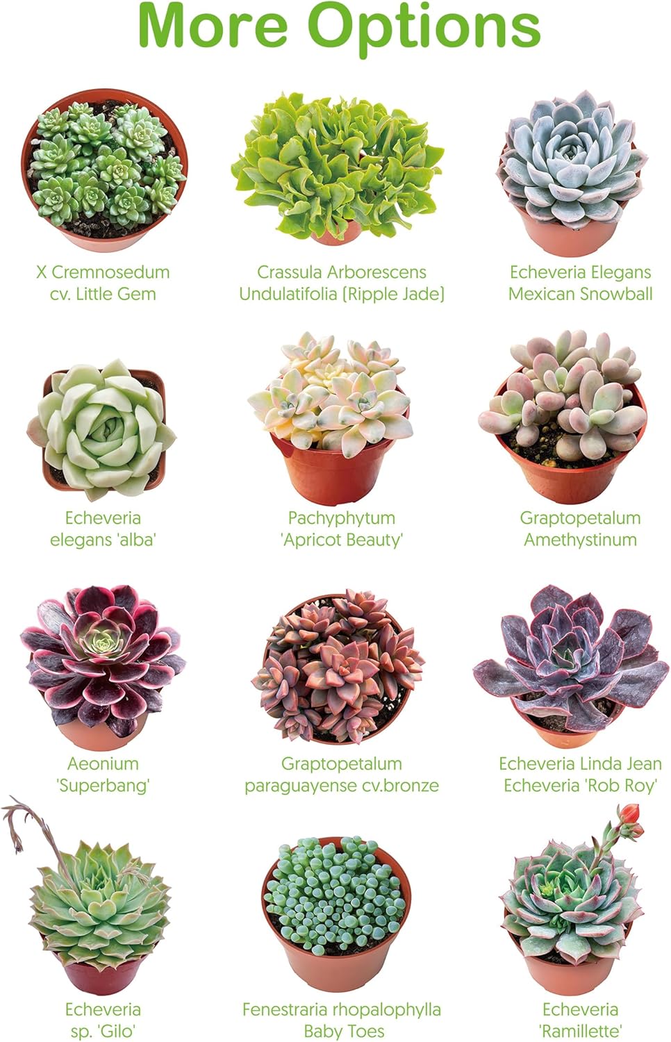 Live Succulent Plants Tradescantia Nanouk, Easy Care Potted Succulents, Approx 4" D x 4" H, Indoor Houseplant, Unique Gifts, Home Office Décor
