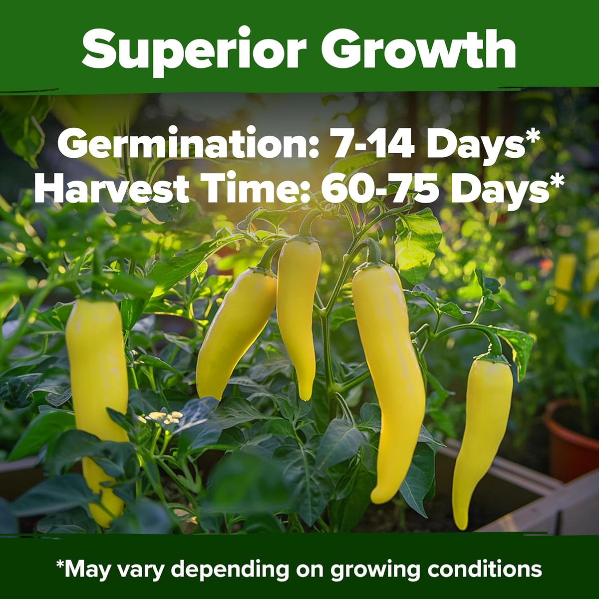 HOME GROWN ๐จ๐ฆ๐ ๐ฃ๐ฅ๐๐ ๐๐จ๐ Banana Pepper Seeds Pack โ 94 ๐ก๐ข๐ก-๐๐ ๐ข Heirloom Vegetable Seeds โ High Germination Sweet Peppers for Planting Indoors or Outdoor Garden (Capsicum annuum) (1pack)