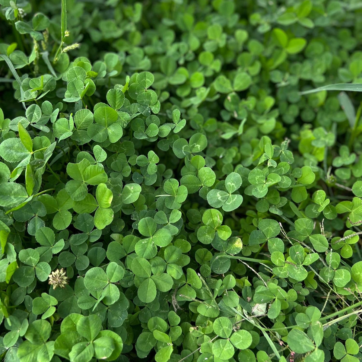 Micro Clover Seed for Lawn - 1 Lb - ~400,000 Microclover Seeds for Planting - Drought-Tolerant Mini Grass Alternative by Mountain Valley Seed Company