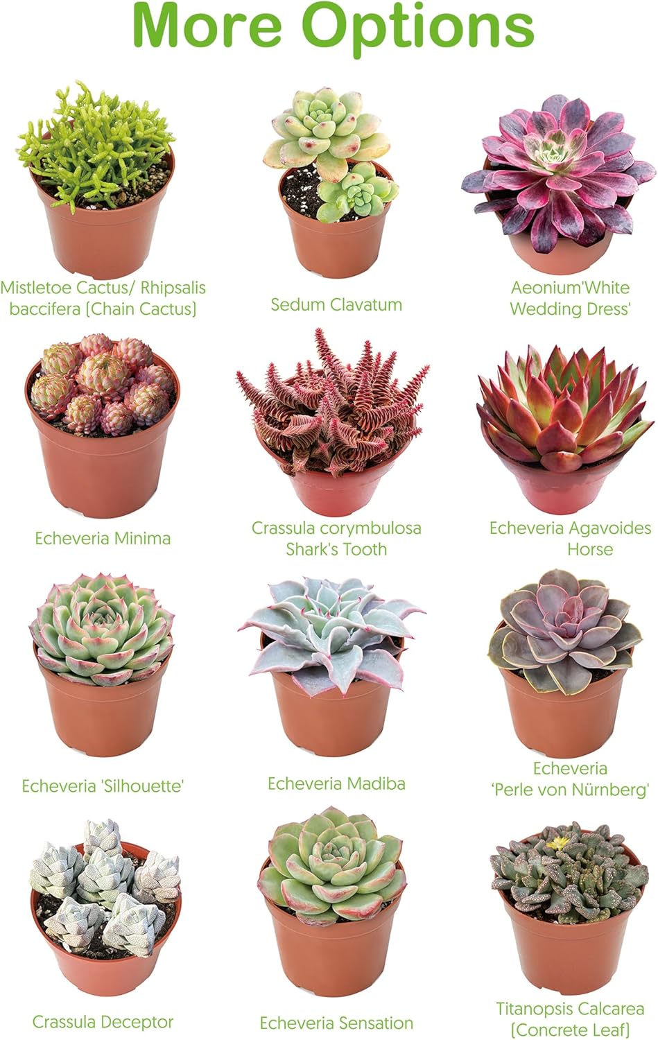 Live Succulent Plants Tradescantia Nanouk, Easy Care Potted Succulents, Approx 4" D x 4" H, Indoor Houseplant, Unique Gifts, Home Office Décor