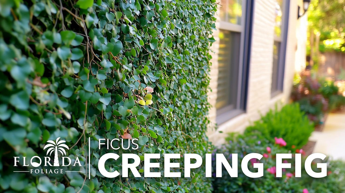 Creeping Fig Vine | 40 Live Plants | Ficus Pumila | Fast-Growing Ground Cover | Evergreen Climbing Vine for Walls & Trellises