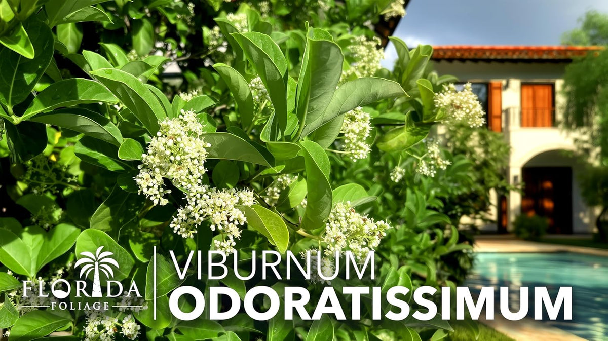 Viburnum Odoratissimum | 20 Live Plants | Viburnum odoratissimum | Fast Growing Privacy Hedge | Evergreen Screening Shrub