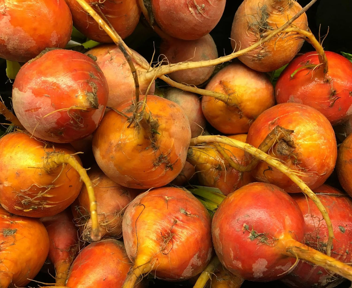 Golden Detroit Beet Seeds for Planting – Plant & Grow Heirloom Golden Detroit Beets in Home Outdoor Vegetable Garden, Beta vulgaris – 1 Packet Approx 50 Seeds