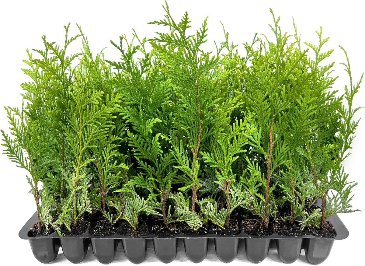 Thuja Green Giant | 40 Live Trees | Thuja standishii x plicata | Fast Growing Privacy Screen | Evergreen Landscape Plants for Borders