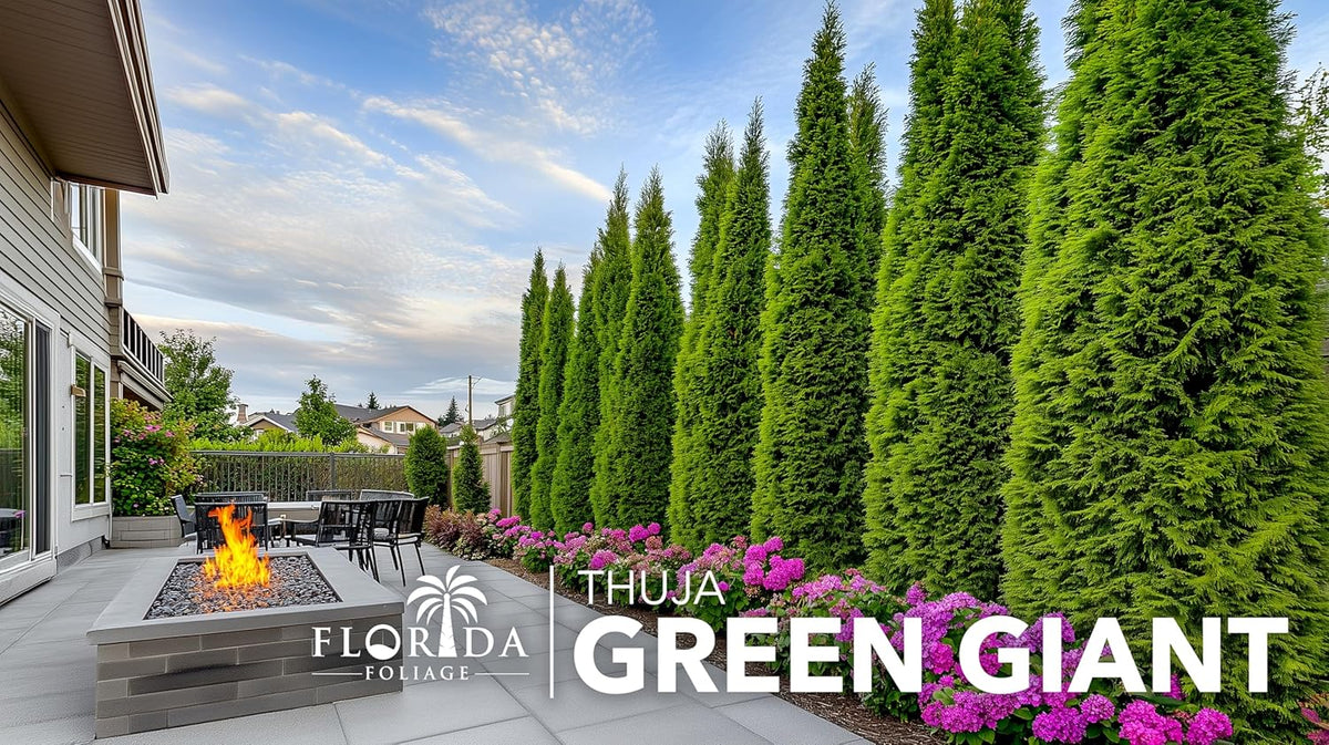 Thuja Arborvitae Green Giant - 3 Live Quart Size Plants - Evergreen Privacy Trees