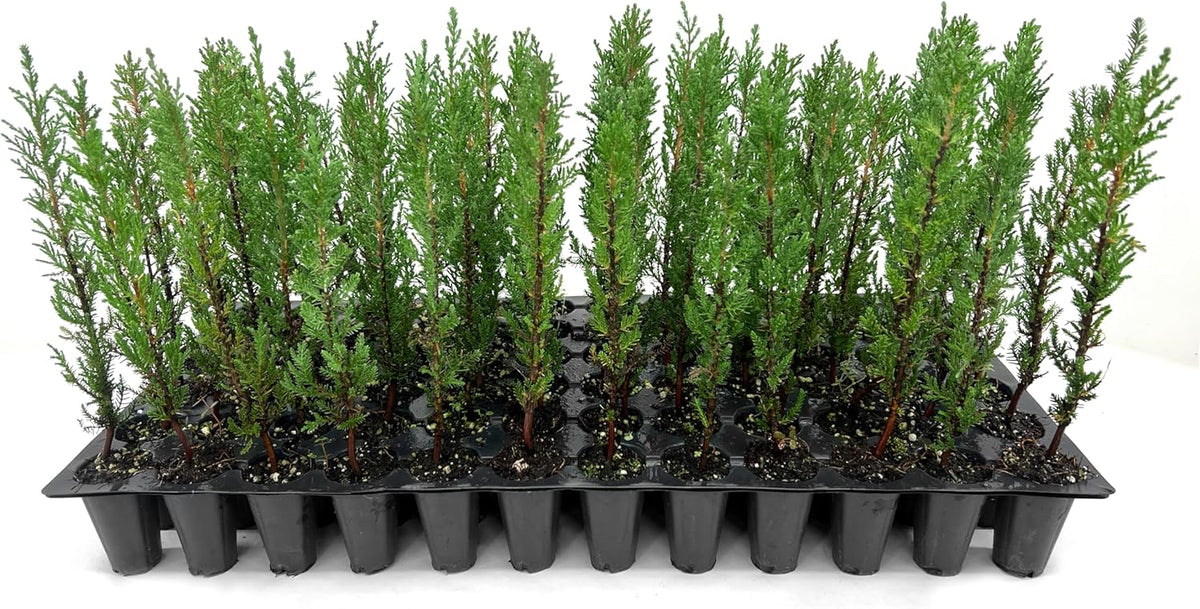 Italian Cypress | 10 Live Trees | Cupressus sempervirens | Narrow Evergreen Plants | Tall Privacy Landscaping | Upright Ornamental Outdoor Plant