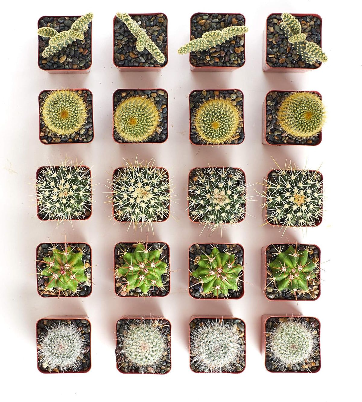Shop Succulents Premium Live Mini Cactus Plants in Bulk 2" Pots, Easy Care Indoor or Outdoor Gardening, Terrariums, Favors, & Contemporary Spaces with Hardy, Resilient Varieties, Pack of 64