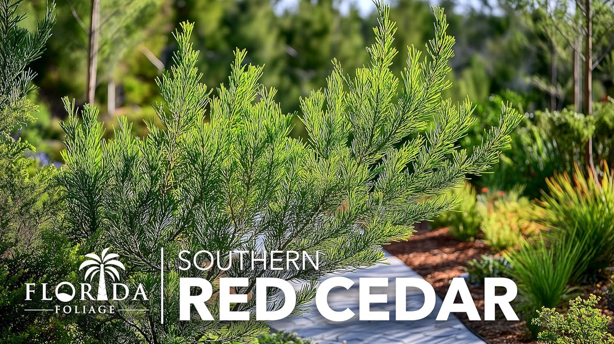 Southern Red Cedar | 30 Live Plants | Juniperus Virginiana Silicicola | Evergreen Privacy Trees | Native Landscape Plants