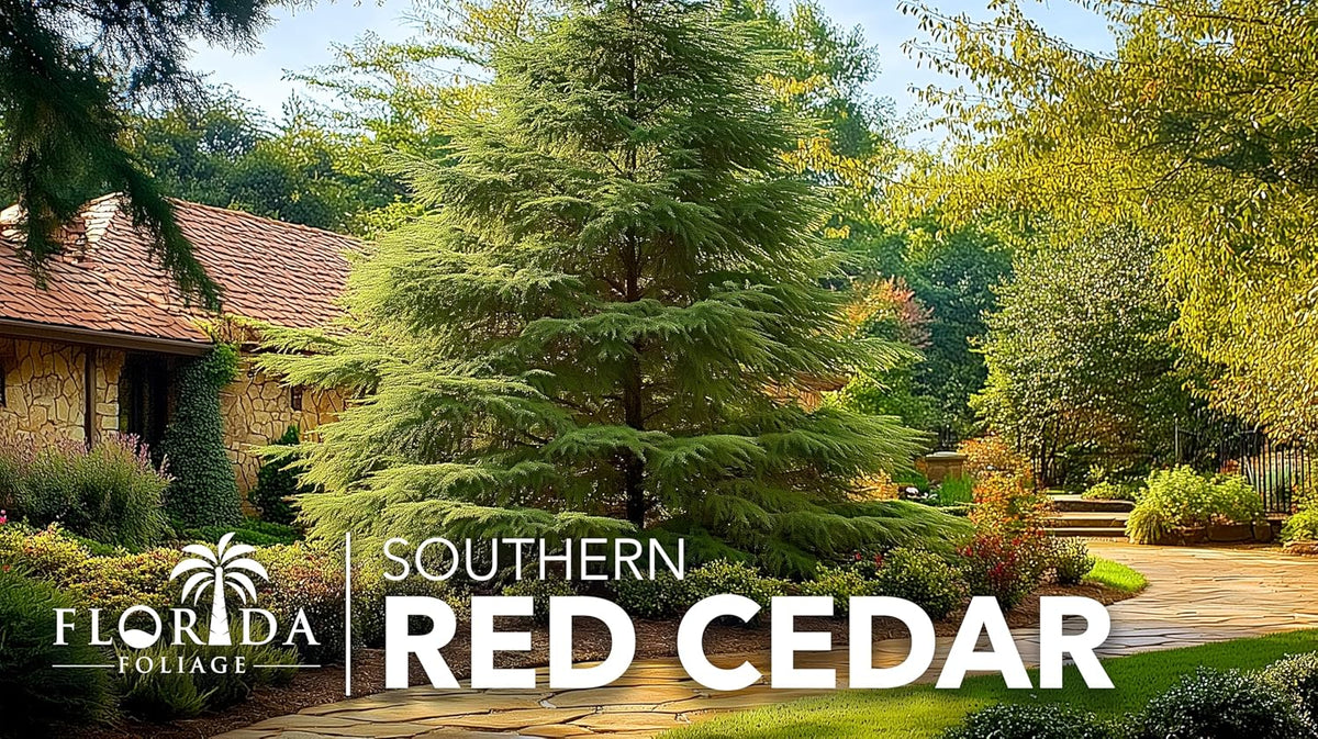 Southern Red Cedar | 30 Live Plants | Juniperus Virginiana Silicicola | Evergreen Privacy Trees | Native Landscape Plants