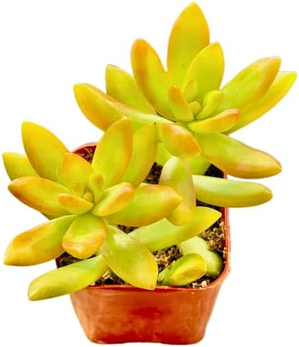 2" Sedum Coppertone Unique Succulents Plants Live, Live Starter Succulent Plants, Easy Care House Plants Rooted in Succulent Soil Mix, by The Succulent Cult