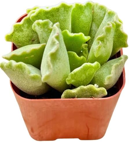 2" Unique Succulents Plants Live, Live Starter Succulent Plants, Easy Care House Plants Rooted in Succulent Soil Mix, by The Succulent Cult (Adromischus Cristatus)