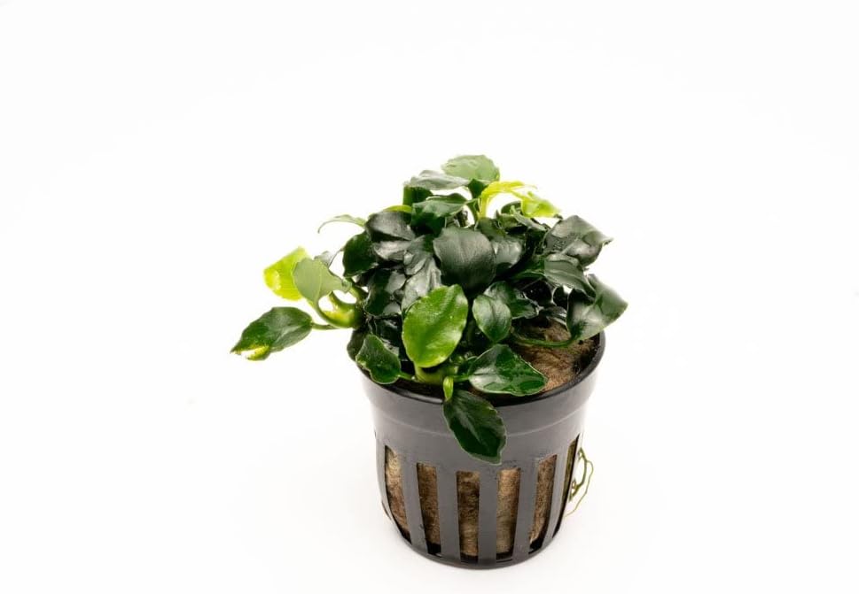 SubstrateSource Anubias Live Aquarium Plants - Potted Freshwater Plant for Fish Tanks, Terrariums - Beginner Friendly Low Light (Barteri Dark Angel, 1 Pot)