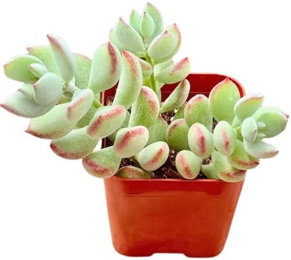 Succulents Plants Live 2" Cotyledon Pendens, Live Mini Succulent Plants, Easy Care House Plants Rooted in Succulent Soil Mix, by The Succulent Cult