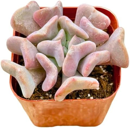 2" Echeveria Cubic Frost Unique Succulents Plants Live, Live Starter Succulent Plants, Easy Care House Plants Rooted in Succulent Soil Mix, by The Succulent Cult