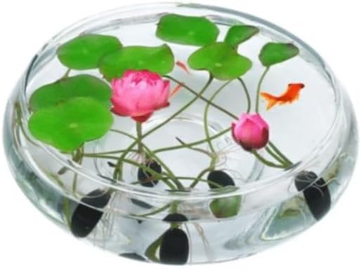 10pcs Pre-Sprouted Mixed Color Bonsai Bowl Lotus - Ideal Indoor and Outdoor Aquatic Plants, Ready to Thrive