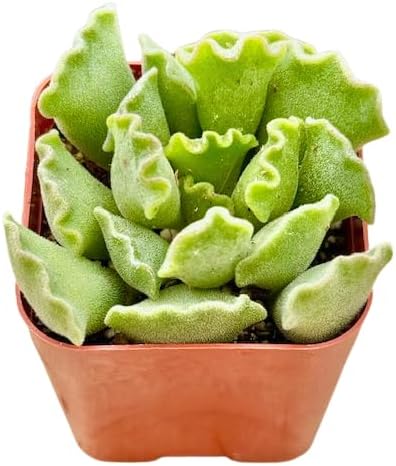 2" Unique Succulents Plants Live, Live Starter Succulent Plants, Easy Care House Plants Rooted in Succulent Soil Mix, by The Succulent Cult (Adromischus Cristatus)