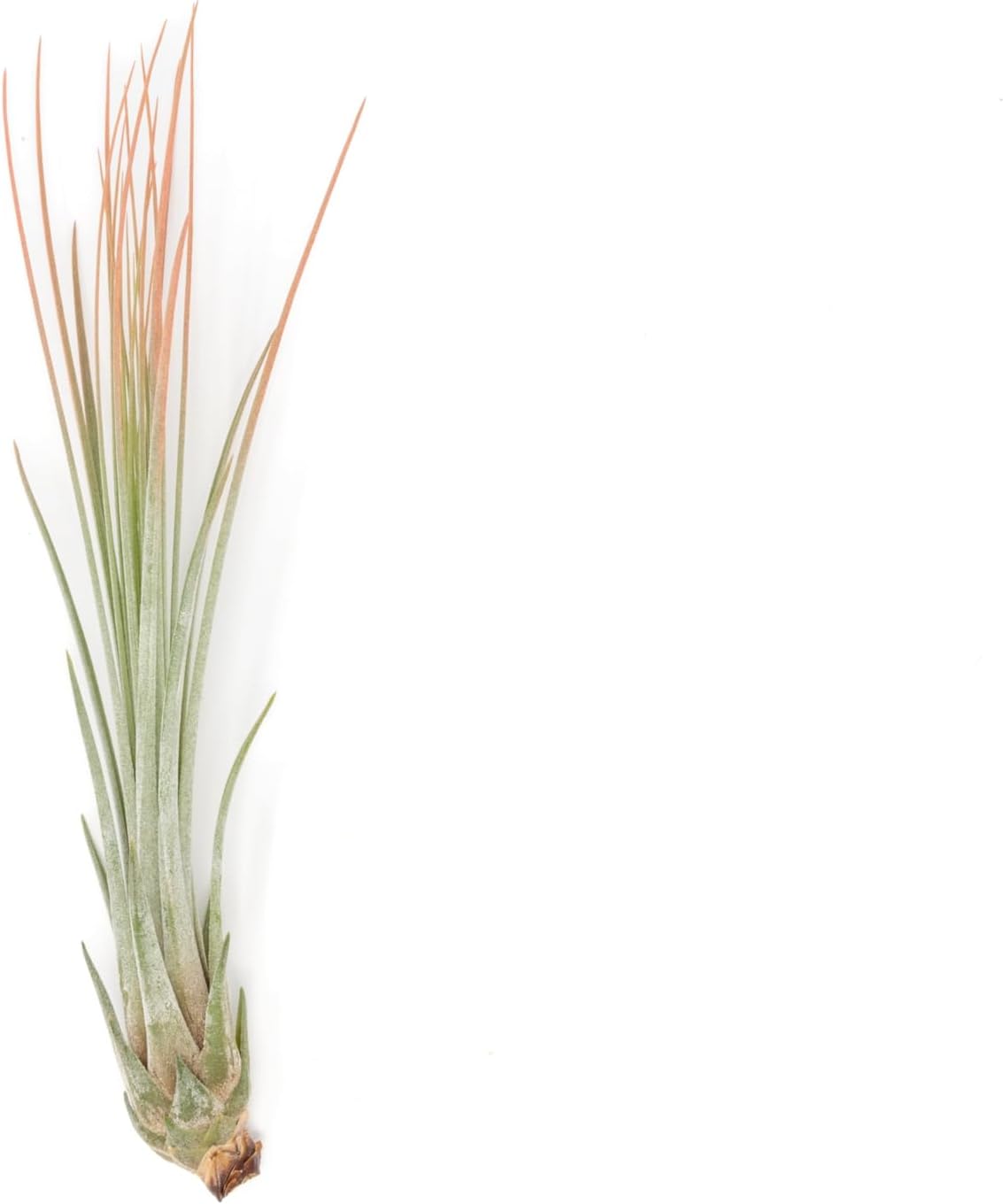 Coral Colorful Tillandsia Air Plants - Long Lasting Color Enhanced Live Tillandsia Succulent House Plants - Home and Garden Decor - Easy Care Indoor/Outdoor Plants (Juncea, Pack of 3)