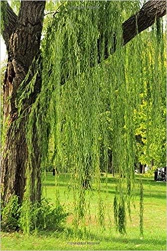 4 Bright Green Weeping Willow Cuttings, Grow 4 Trees - Wisconsin Weeping Willow Root Stock -