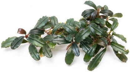 SubstrateSource Bucephalandra Krivbass Live Aquarium Plant - Natural Freshwater Fish Tank Decorations, Aquatic Decor (Plant (6-10 Leaves))