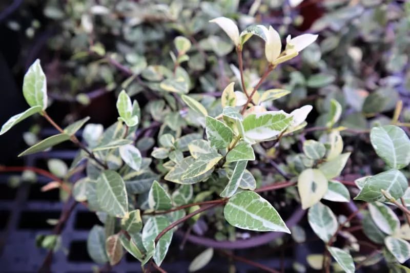Variegated Asiatic Jasmine | 10 Live 4 Inch Plants | Trachelospermum Asiaticum | Fast Growing Ground Cover, Evergreen Foliage, Low Maintenance Vine, Landscaping Shrub, Drought Tolerant Plant