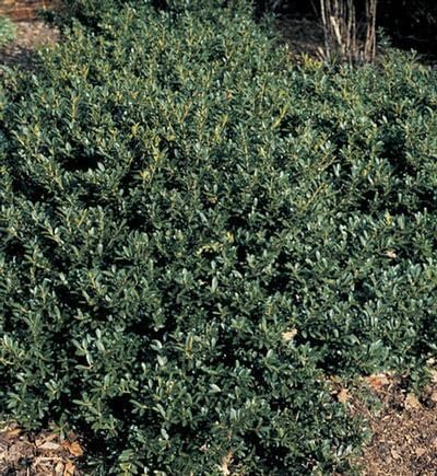Hoogendoorn Holly Shrub I 10 Live Plants I Ilex Crenata | Lustrous Evergreen for Hedging, Privacy Screens, and Decorative Accents