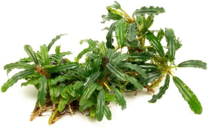 SubstrateSource Bucephalandra Catherinae Green Live Aquarium Plant - Natural Freshwater Fish Tank Decorations, Aquatic Décor - Small Clump (3-5 Plants)