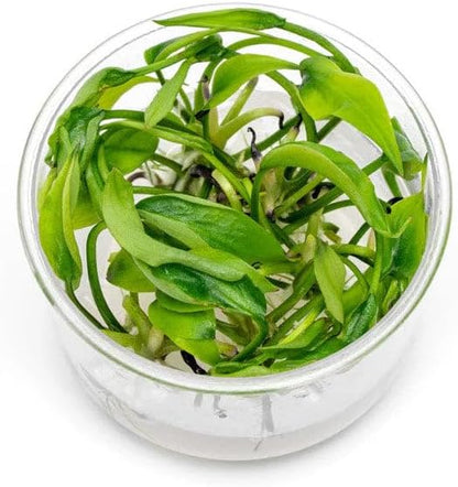 Ultum Nature Systems Live Tissue Culture - Lagenandra meeboldii 'Green' - Moderate - Low to Moderate Light - Bright Green Accent - Midground - 100% Snail Free Grown in-Vitro - Regular Cup