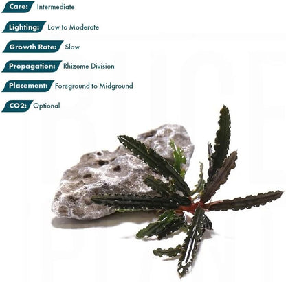 SubstrateSource Live Plants – Bucephalandra Belindae (Bucephalandra belindae) – Low to Medium Light, Dark Iridescent Green Color, Foreground to Midground Placement, Rhizome Growth - Loose, 1 Pack