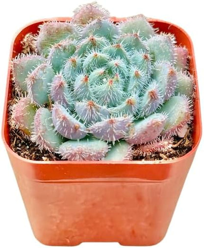 2" Echeveria Setosa Deminuta Unique Succulents Plants Live, Live Starter Succulent Plants, Easy Care House Plants Rooted in Succulent Soil Mix, by The Succulent Cult
